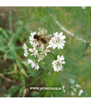Coriander honey