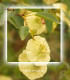 Paliurus honey