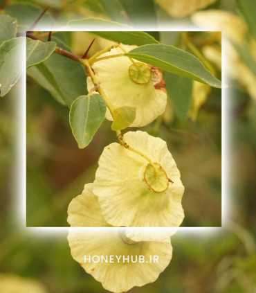 Paliurus honey