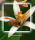 Citrus Honey - Pure, Zesty, and Naturally Sweet