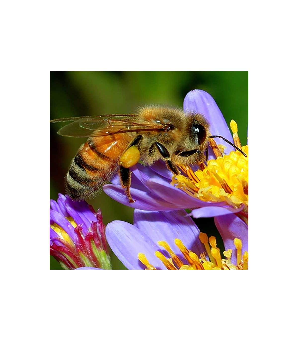 Multi-floral Honey