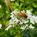 عسل گشنیز| عسل خام| عسل خالص و طبیعی