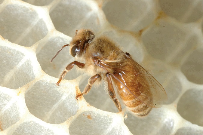 زنبورهای کارگر پیشکار کندو بوده و تمامی فعالیت های اجرایی کندو را انجام می دهند.