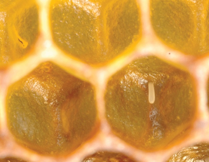 تخم روز در داخل سلول های ساخته شده توسط زنبور عسل