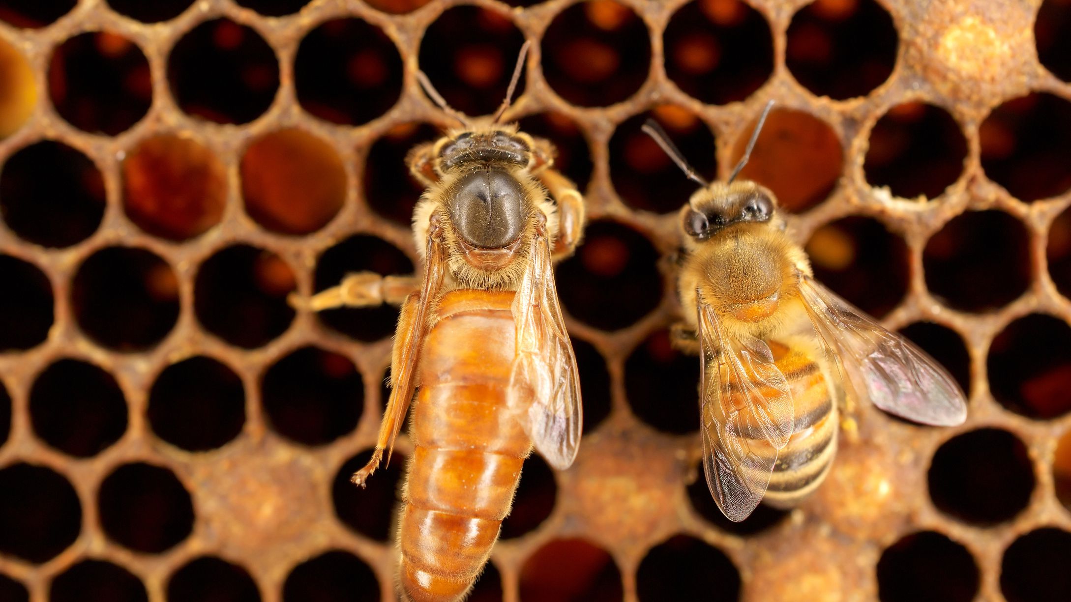 نمای زنبور ملکه و کارگر بر روی موم