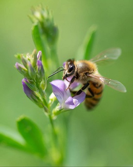 Honeybee-Harvesting-Alfalfa-Plant-scaled-e1595441547253.jpg
