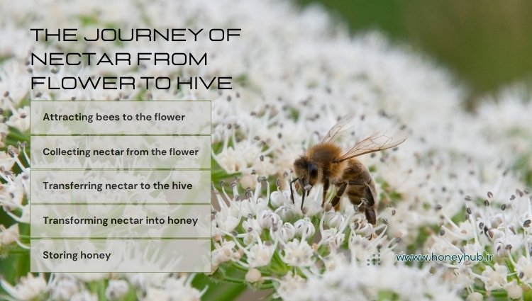 The Journey of Nectar from Flower to Hive: The Amazing Process of Honey Production. This infographic, titled "The Journey of Nectar from Flower to Hive," includes sequential images of the stages of attracting bees to flowers, collecting nectar, transporting it to the hive, converting it into honey, and storing it. Arrows and icons related to bees and hives are also visible in the image.