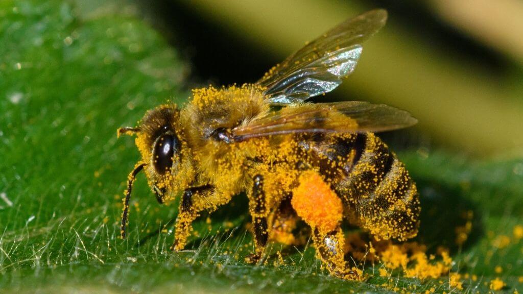 10-bee-pollen-superfood-1.jpg