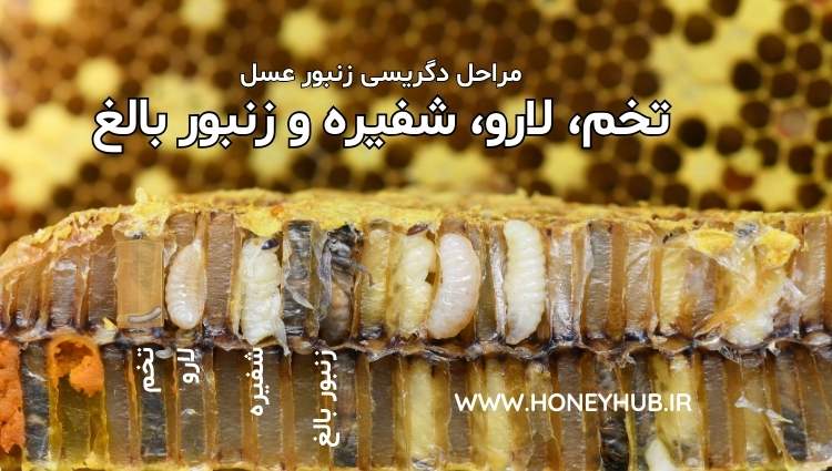 Honey Bee Metamorphosis Stages of Honey Bee Metamorphosis from Egg, Larva, Pupa, to Adult Bee in One Real Image