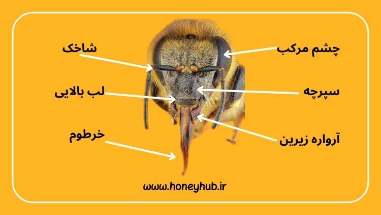 سر زنبور عسل از چشم مرکب، سپرچه، آروارهزیرین، شاخک، لب بالایی و خرطوم تشکیل شده است