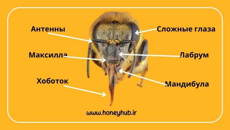 اجزای سر زنبور عسل سر زنبور عسل از چشم مرکب، سپرچه، آروارهزیرین، شاخک، لب بالایی و خرطوم تشکیل شده است