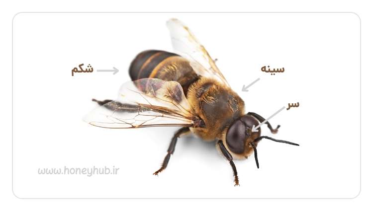 زنبور عسل از سه قسمت سر، سینه و شکم تشکیل شده است.
