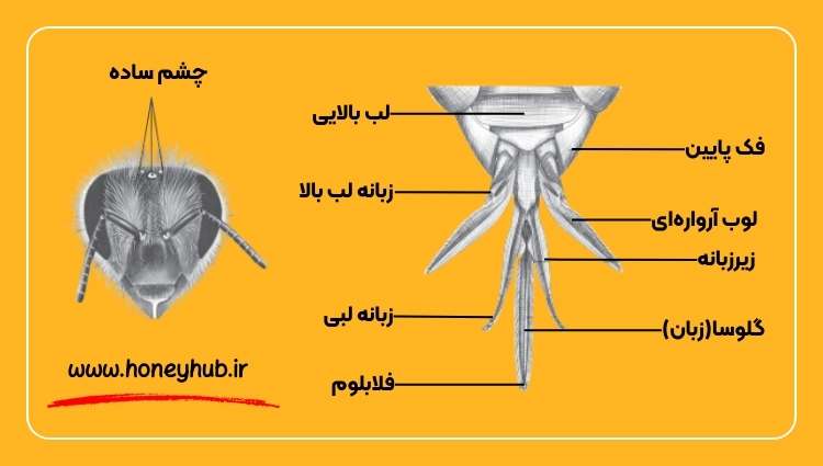 دهان زنبور عسل از فک بالا و فک پایین، لوب آ آروارده ای برخوردار است.