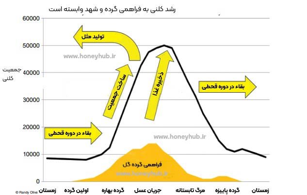 نمودار جمعیت نمودار رشد جمعیت با فراهمی شهد و گرده