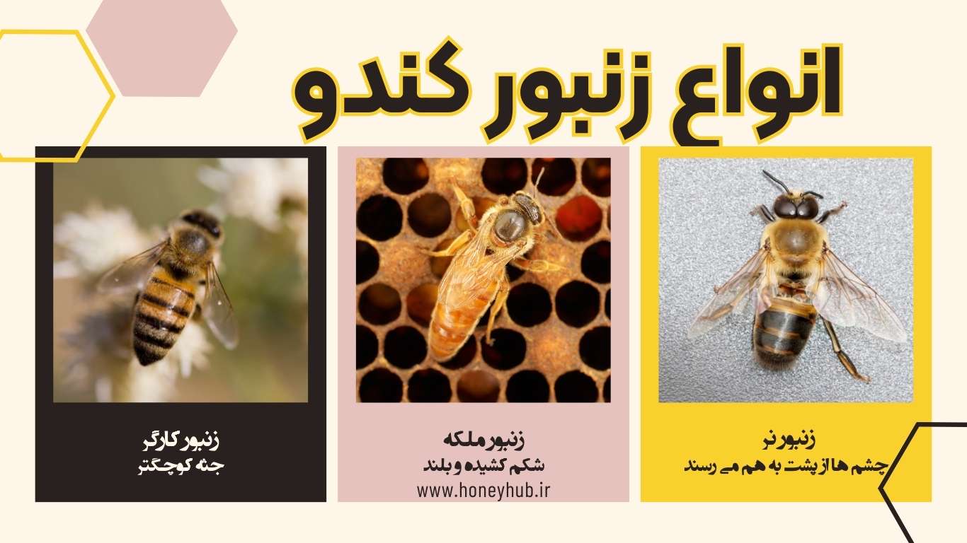 ساکنان کندو هر کندو از سه کاست تشکیل شده است. زنبور ملکه که شکم کشیده و بلندی دارد. زنبور نر کهچشم ها از پشت به هم می رسند. زنبور کارگر که جثه کوچکتری دارد