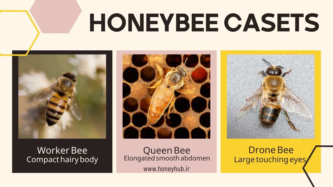 Inhabitants of the Hive Each hive consists of three castes: the queen bee, characterized by her elongated abdomen; the drone, with eyes that meet at the back of the head; and the worker bee, which has a smaller body.