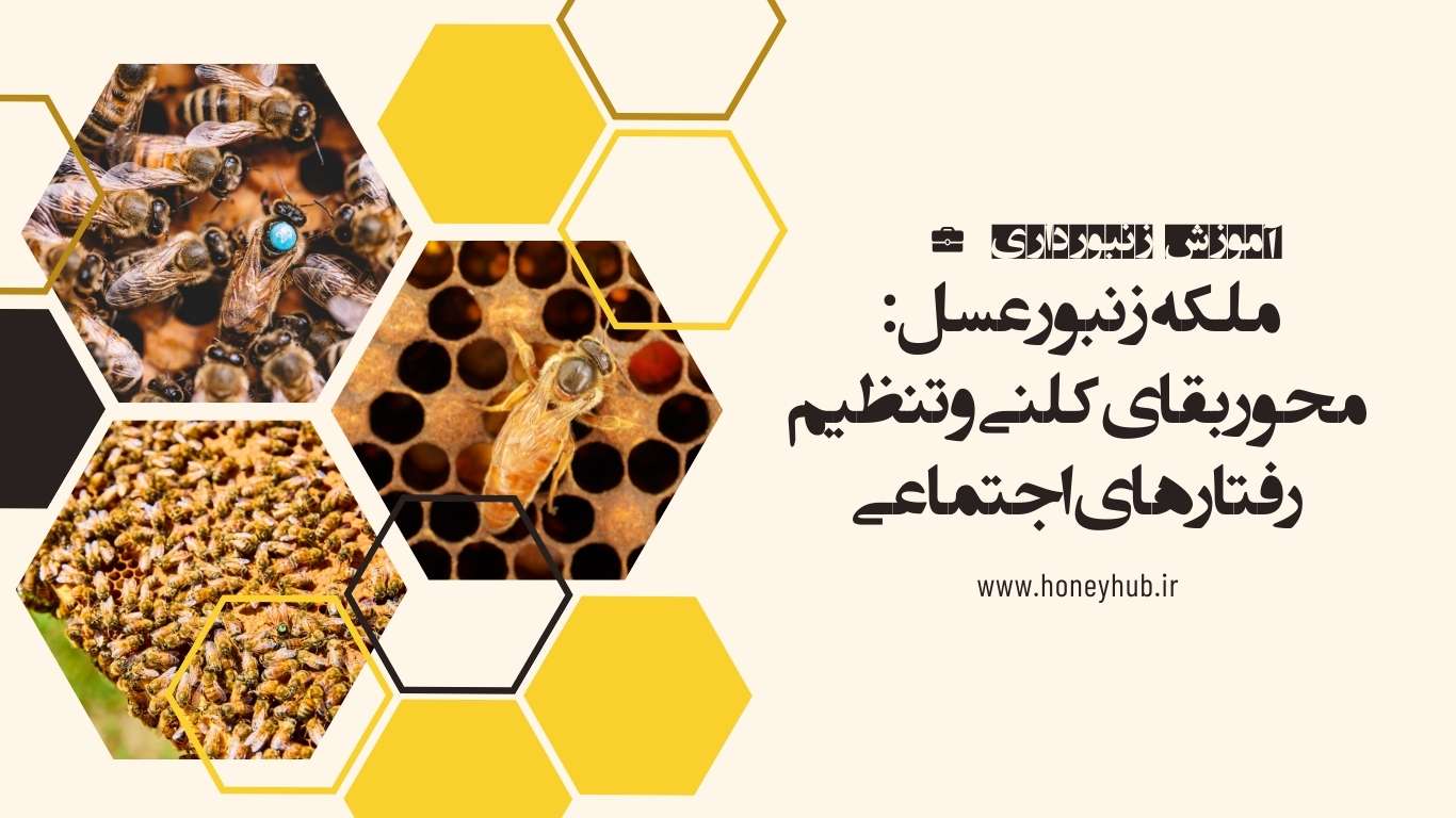 نقش زنبور ملکه در کندو ملکه زنبور عسل به عنوان محور بقای کلنی و تنظیم رفتارهای اجتماعی کندو عمل می کند.