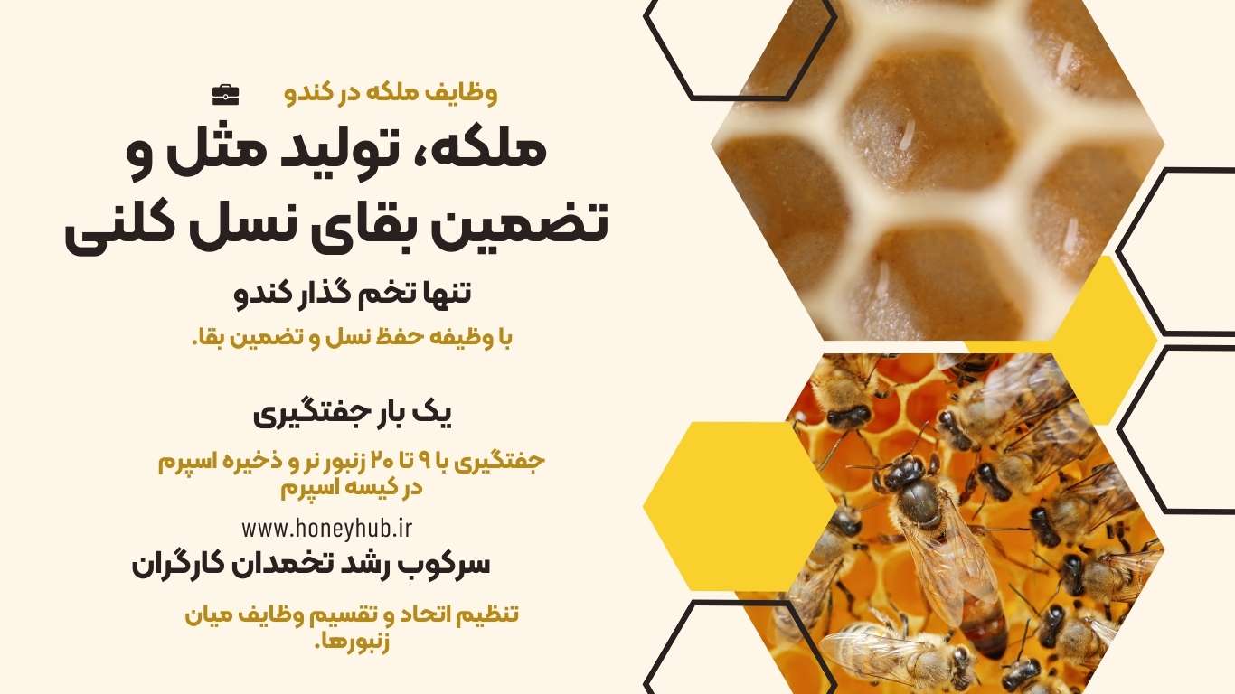 نقش ملکه در تولید مثل ملکه به عنوان تنها تخمگذار کندو، یکبار جفتگیری کرده و با سرکوب رشد تخمدان کارگران عمل می کند