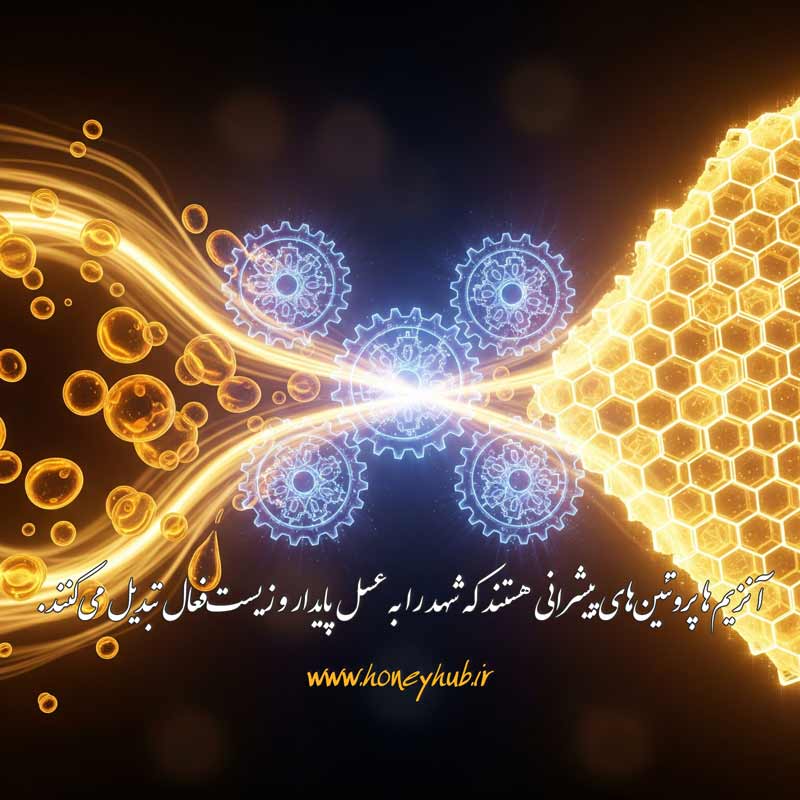 دیاگرامی که نشان می‌دهد چگونه یک آنزیم (پروتئین) به عنوان کاتالیزور برای یک واکنش بیوشیمیایی عمل می‌کند.
