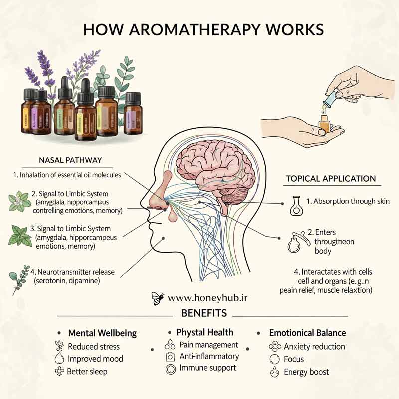 Infographic explaining how aromatherapy works