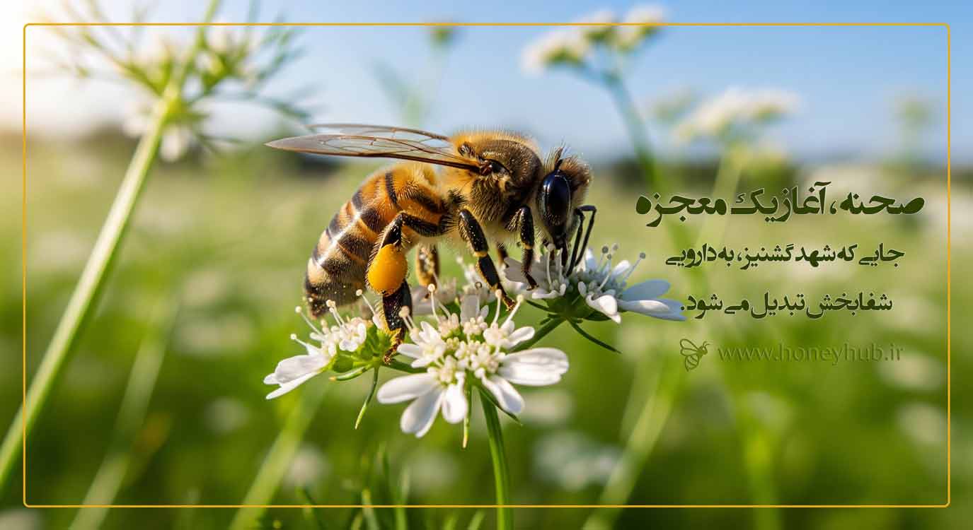 زنبور عسل در حال گرفتن شهد گشنیز