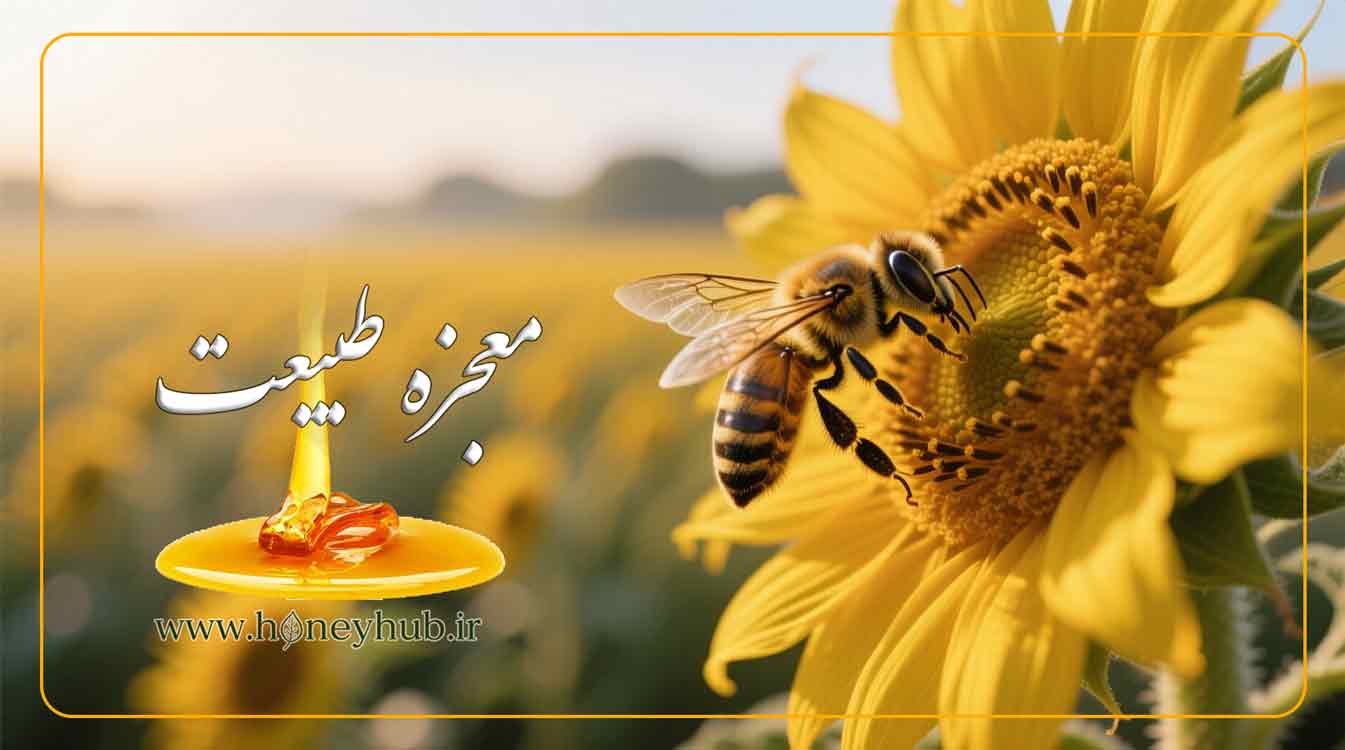 Pure Sunflower Honey – Natural Production on Iran's Farms