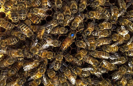 ارزیابی ملکه زنبور عسل