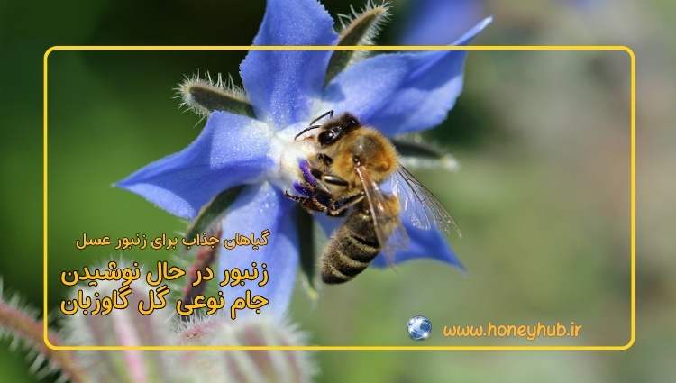 زنبور عسل بر روی یک گل گاوزبان خومشزه