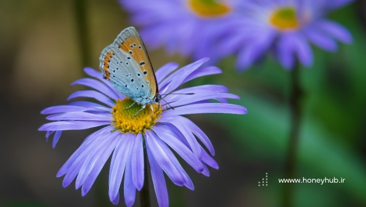 Butterfly and flower nectar A small butterfly drinking nectar from a purple flower