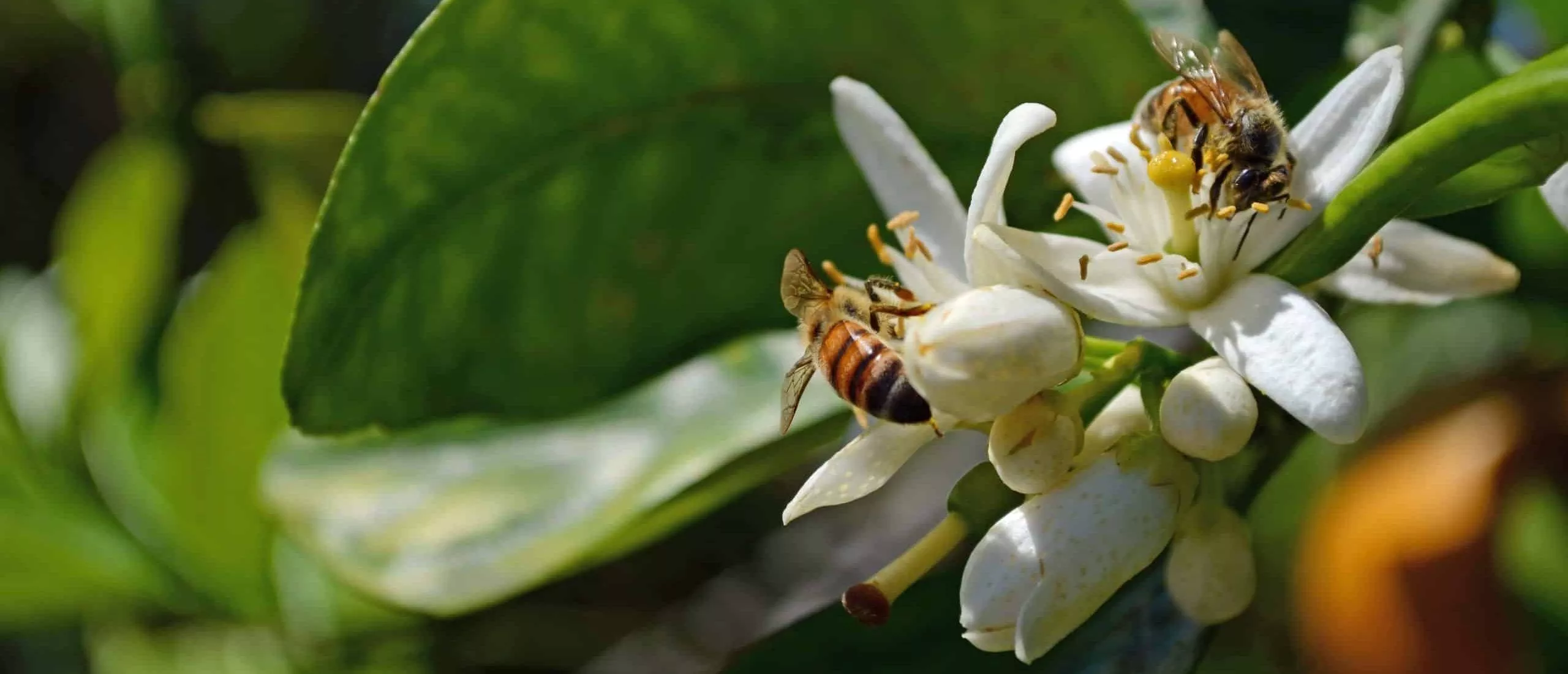 Collection of Nectar and Pollen from Orange Blossoms by Honeybees. Two honeybees collecting nectar and pollen from orange blossoms, with a background of green leaves and plant branches.