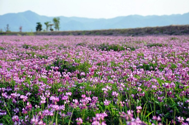 Field of Alfalfa Flowers