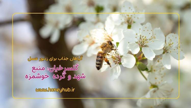 گلسرخیان یکی از گیاهان با شهد و گرده خوب برای زنبورهای عسل