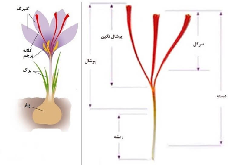 Diagram of the different parts of the saffron flower