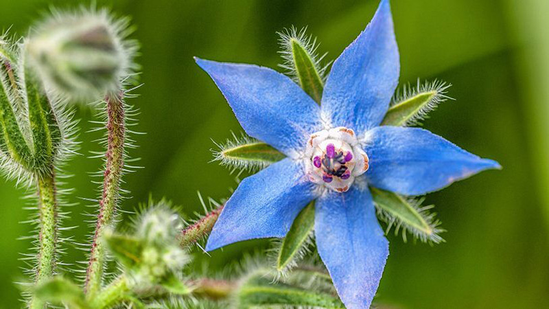 گل گاوزبان گل گاوزبان آبی منشاء شهد برای زنبور
