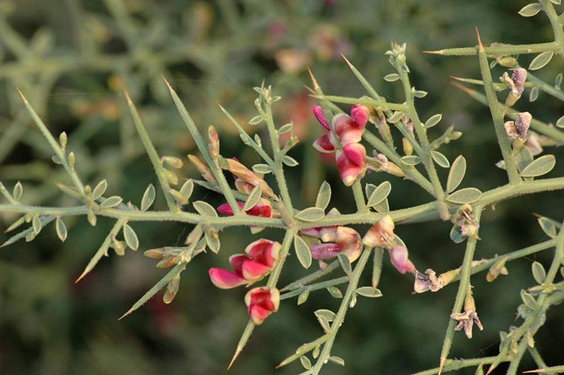 گل های سخاوتمند در صحرای ترکمن برای ادامه حیات
