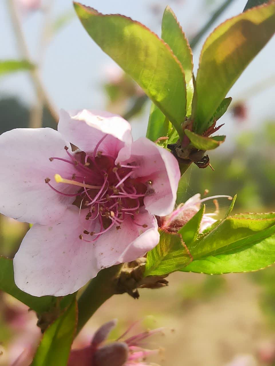 شکوفه‌های بهاری خاستگاه شهد و گرده برای زنبور عسل
