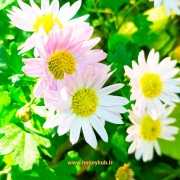 مینای پاییزه یا مارگریت