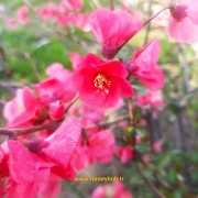 به ژاپنی