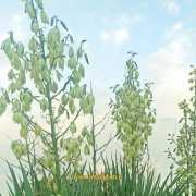زنگوله ای یا یوکای اسپانیایی