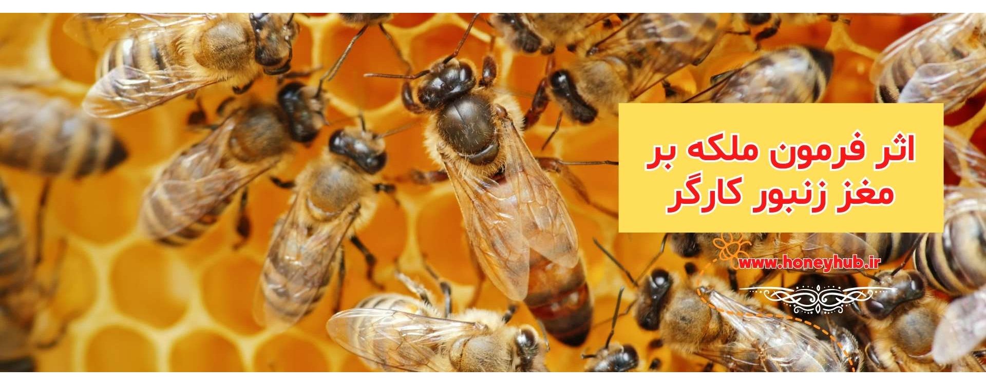 اثرات فرمون های ملکه بر مغز زنبورهای کارگر