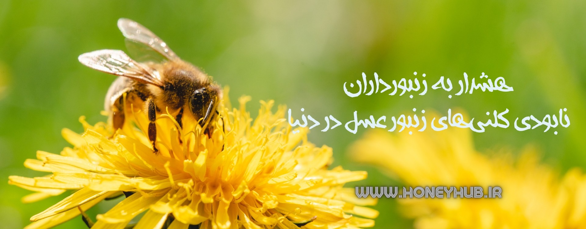 نابودی کلنی‌های زنبور عسل در سراسر جهان در پی آلودگی به یک ویروس کشنده