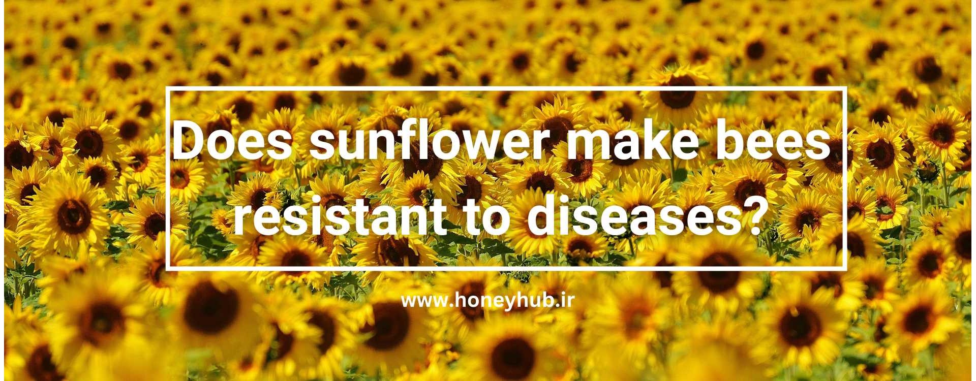 Does sunflower make bees resistant to diseases?
