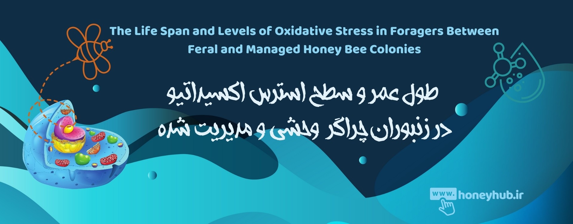 طول عمر و سطوح استرس اکسیداتیو در علوفه جویان بین کلنی های زنبور عسل وحشی و مدیریت شده