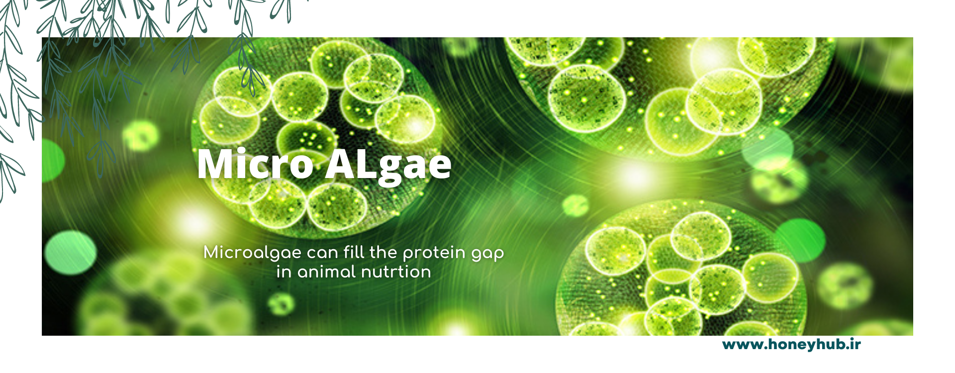 ریزجلبک ها می توانند شکاف پروتئینی خوراک حیوانات را پر کنند