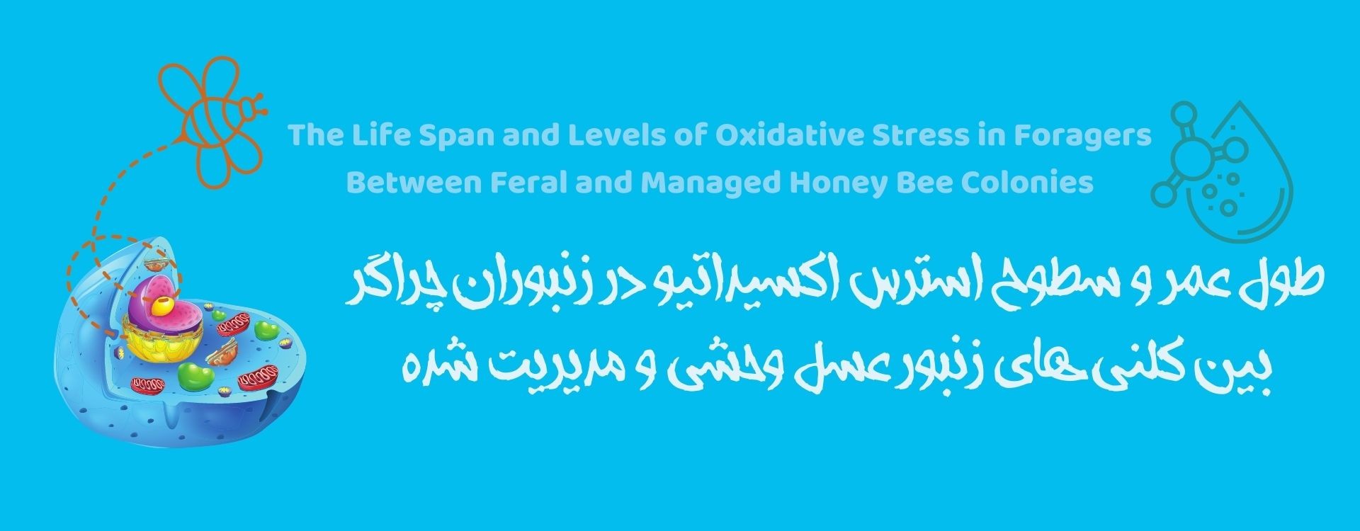 The Life Span and Levels of Oxidative Stress in Foragers Between Feral and Managed Honey Bee Colonies
