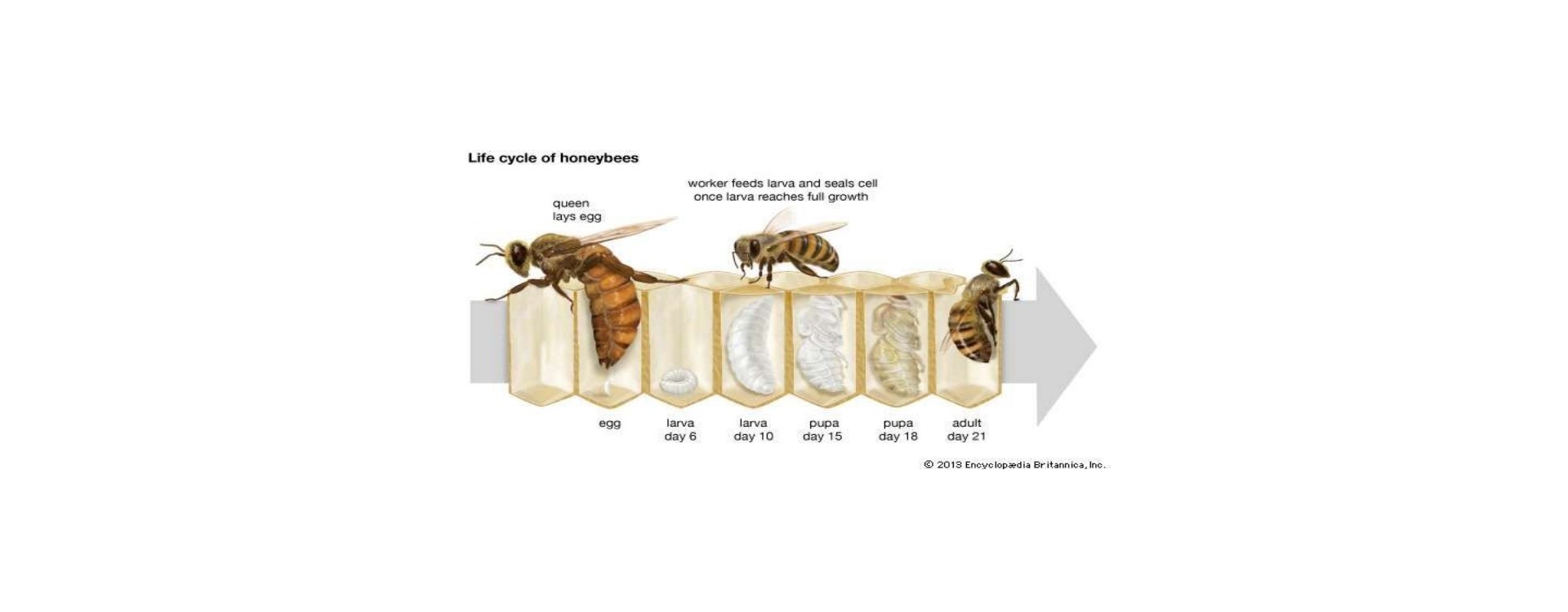 مشخصات تخم زنبور عسل
