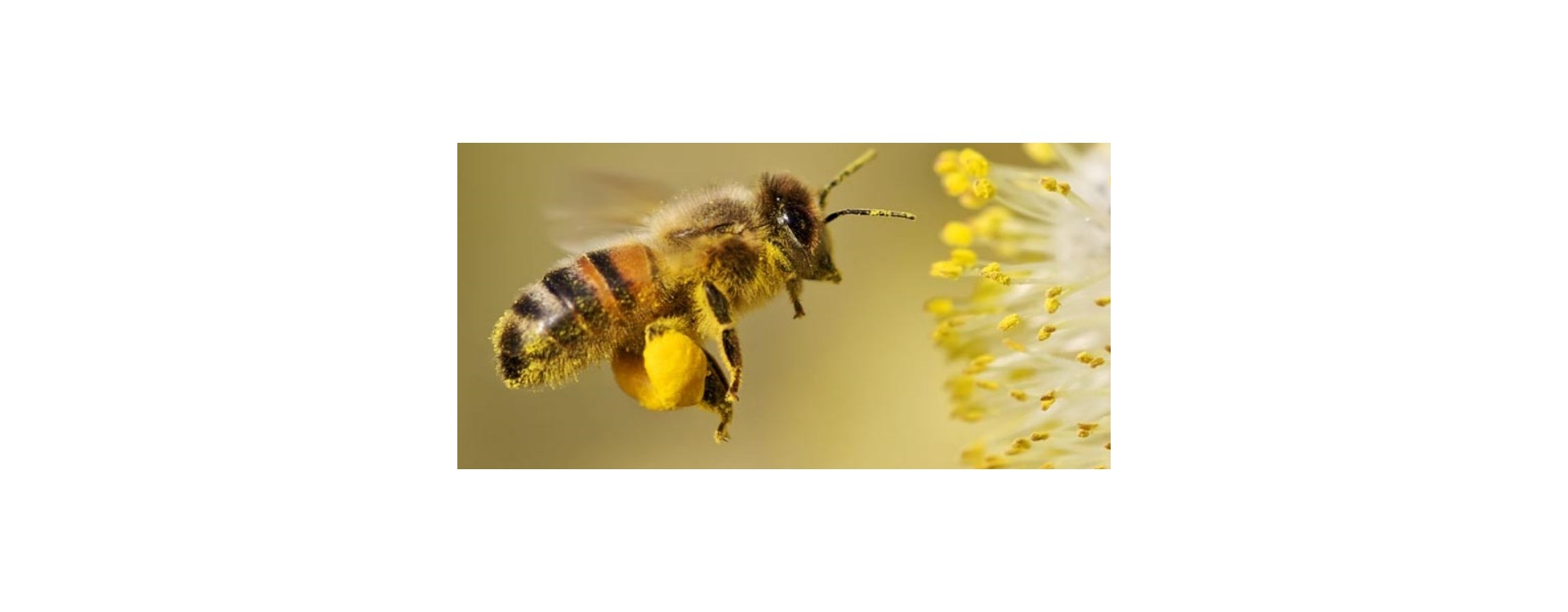 11 مزیت گرده گل زنبور عسل برای سلامتی