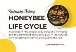 Comprehensive Guide to Honey Bee Life Cycle, Anatomy, and Colony Management