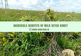 Exploring the Incredible Benefits of Milk Vetch Honey