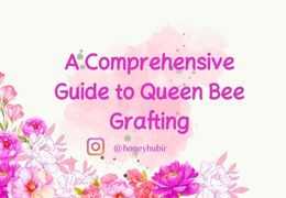 Complete Guide to Queen Bee Grafting: Boost Your Beekeeping Success